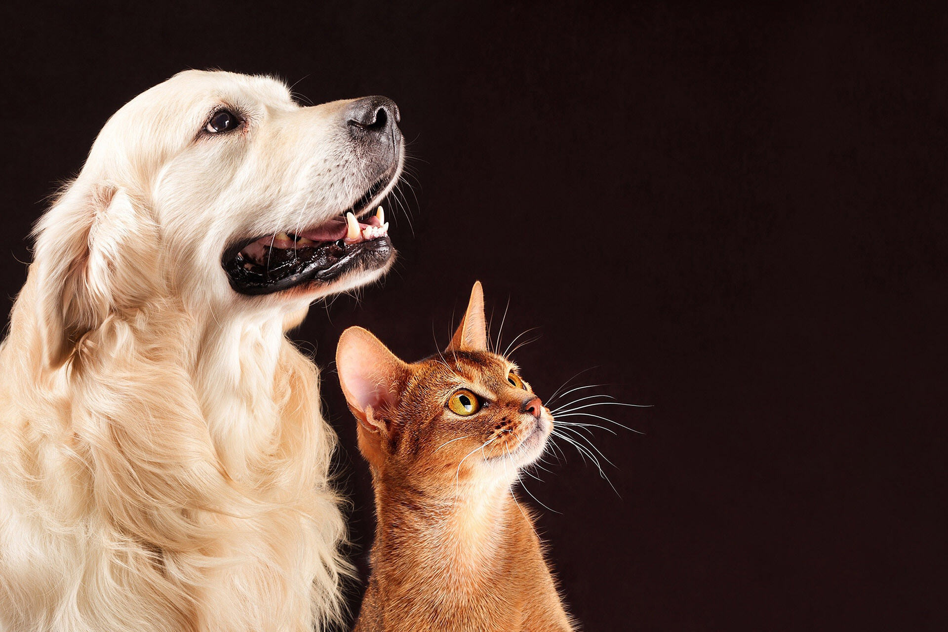 Pet Oral Care Supplies HIPER ® PET