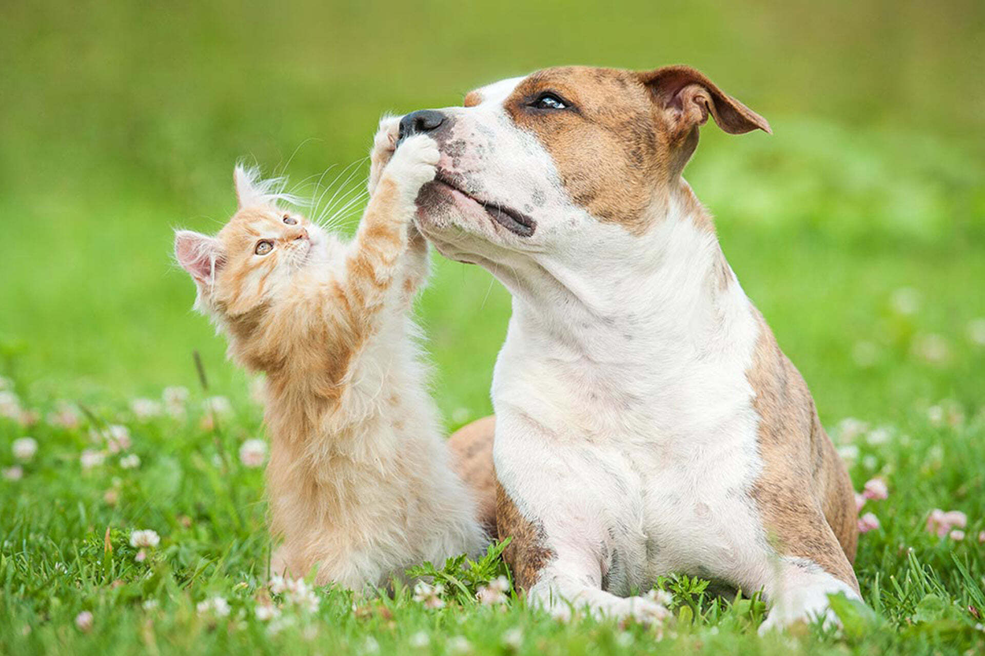 Pet Oral Care Supplies HIPER ® PET