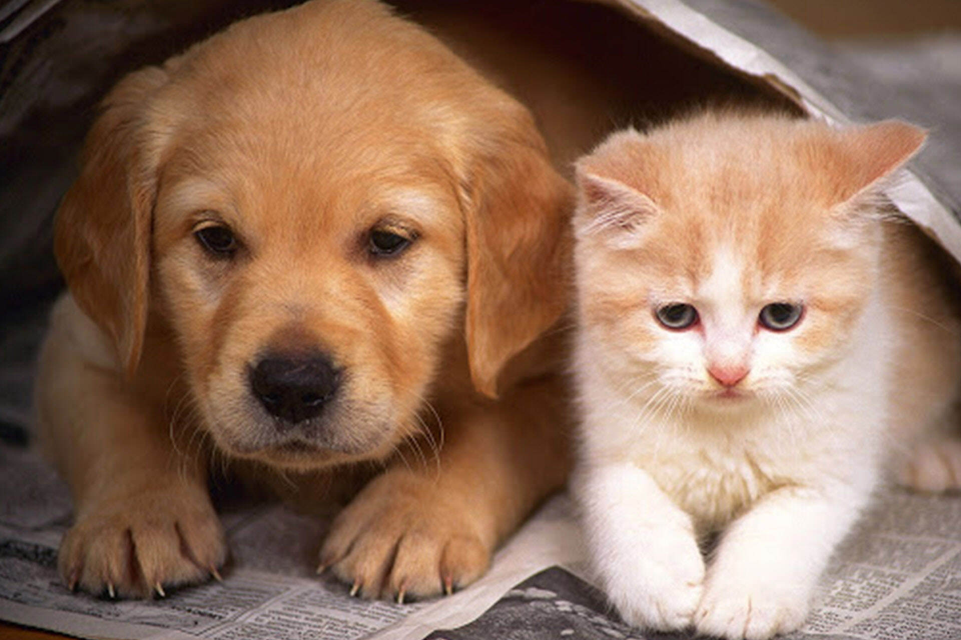 Pet Carriers & Crates HIPER ® PET